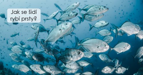 Jak se šidí rybí prsty