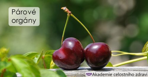 Párové orgány