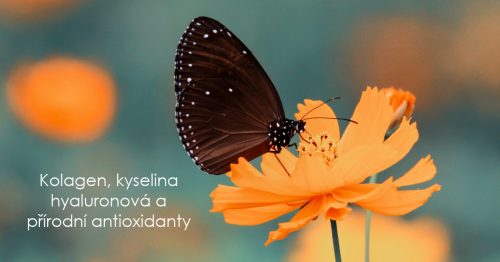 Kolagen, kyselina hyaluronová a přírodní antioxidanty